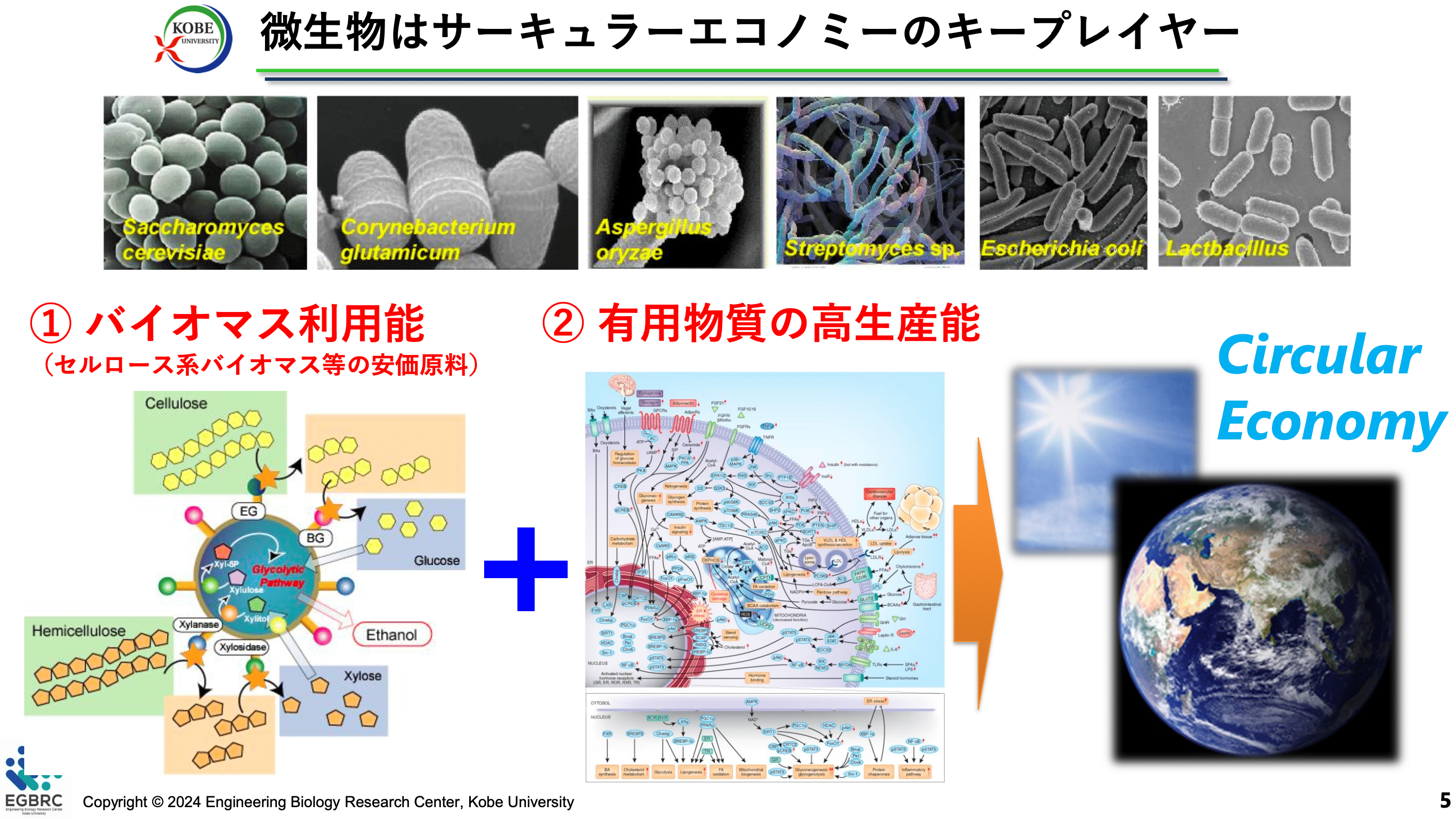 微生物はサーキュラーエコノミーのキープレイヤー